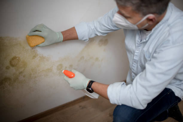 Best Mold Testing  in Newtown, OH
